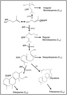 Isoprenoid Metabolism and Engineering in Glandular Trichomes of Lamiaceae